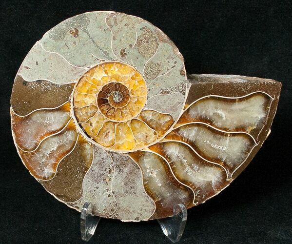 Ammonite Fossil (Half) - Million Years #17720